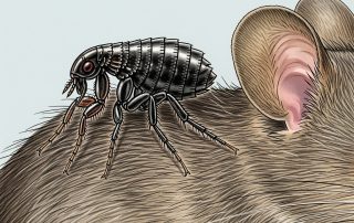plague in california